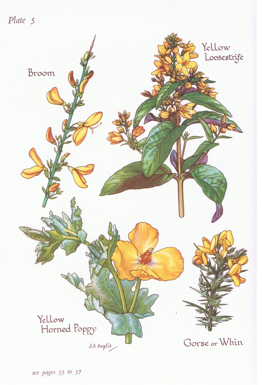 Vassoura, Tojo, Whin ou Furze, Amarelo Loosestrife, Yellow Horned Poppy, 1951 de Bessie D. Inglis