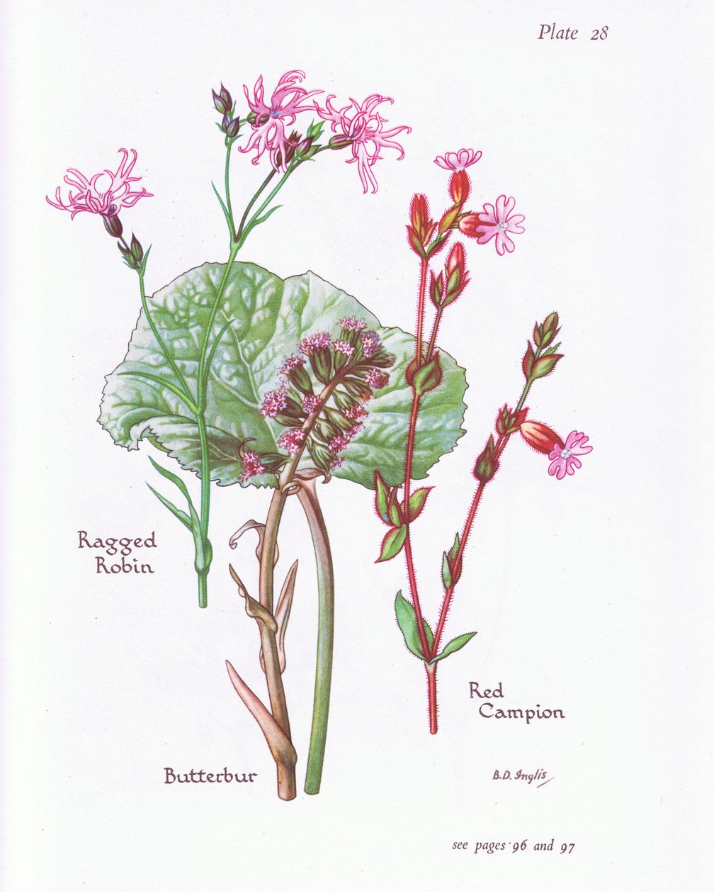Carrapicho, Robin Esfarrapado, Campion Vermelho, 1951 de Bessie D. Inglis
