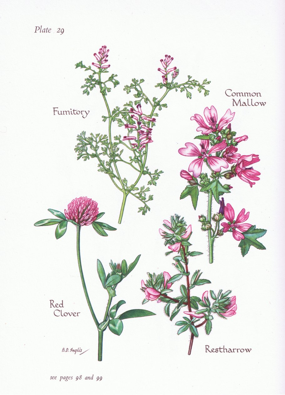 Malva Comum, Restharrow, Fumitory, Trevo Vermelho, 1951 de Bessie D. Inglis