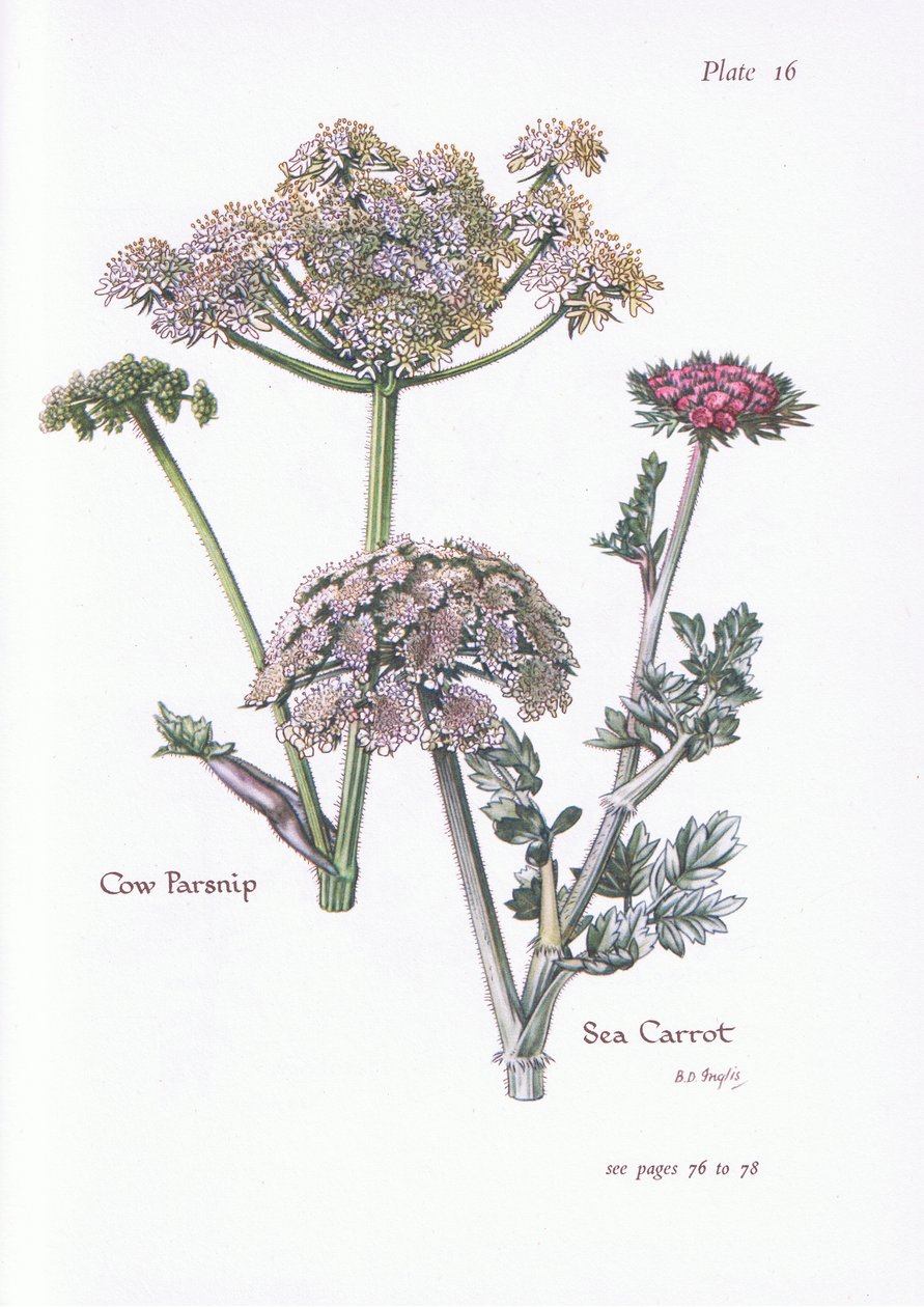Parsnip de vaca, cenoura do mar, 1951 de Bessie D. Inglis