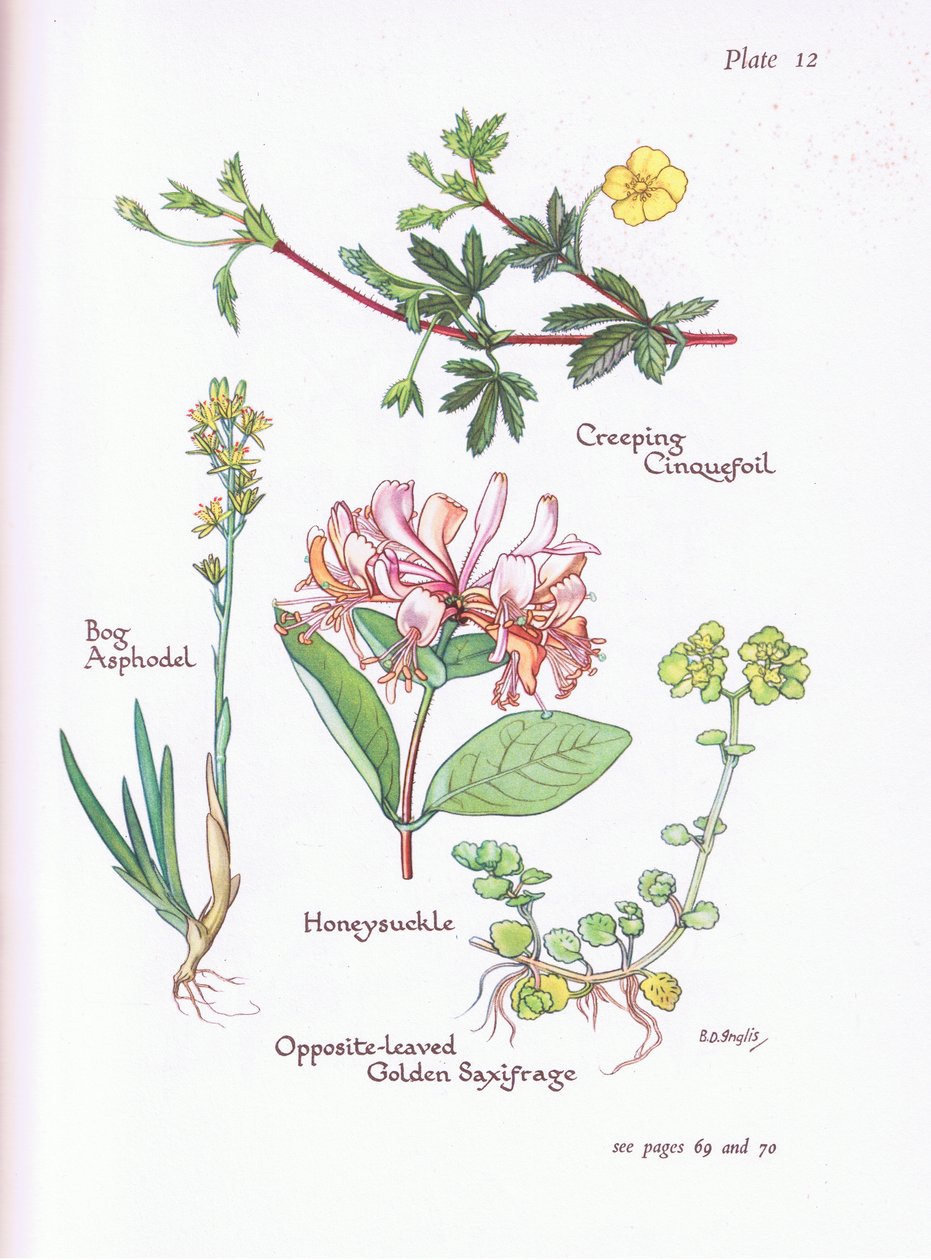 Cinquefoil rastejando, Asphodel Bog, madressilva ou Woodbine, Saxifrage dourado de esquerda oposta, 1951 de Bessie D. Inglis