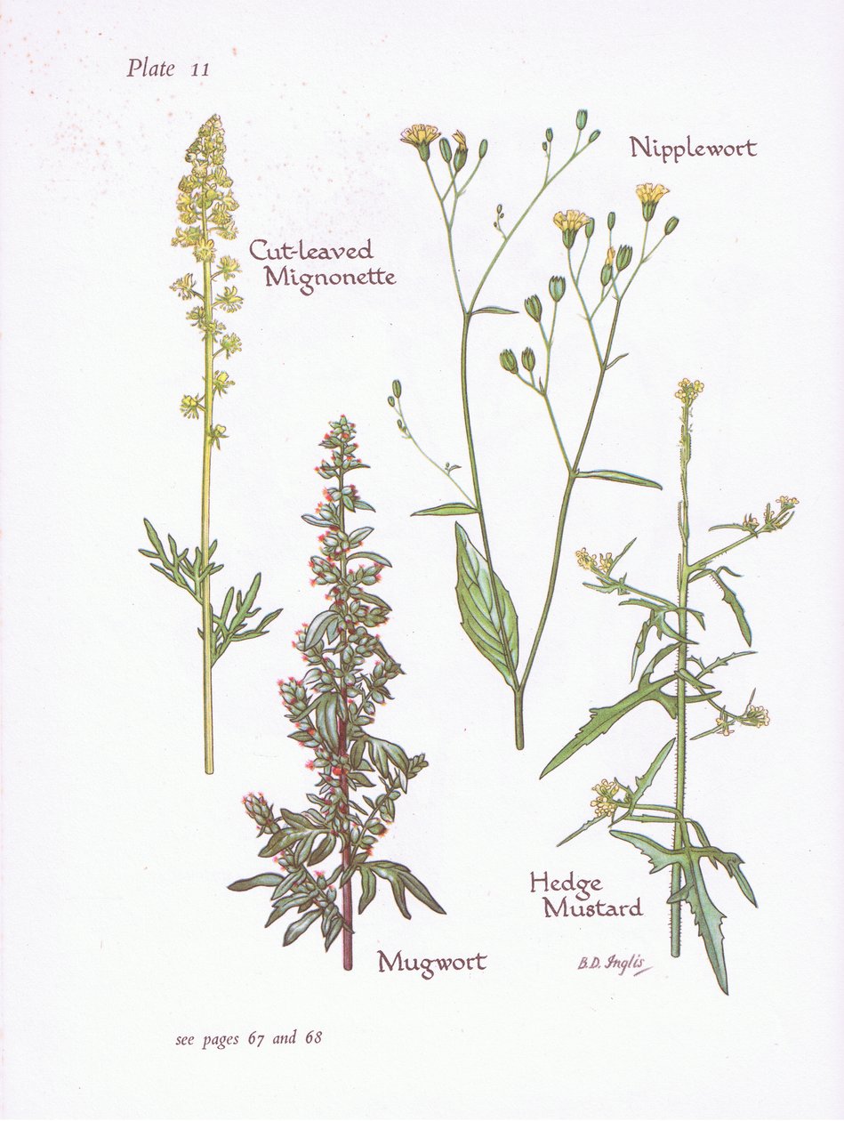 Mignonette com folhas cortadas, Artemísia, Nipplewort, Mostarda, 1951 de Bessie D. Inglis