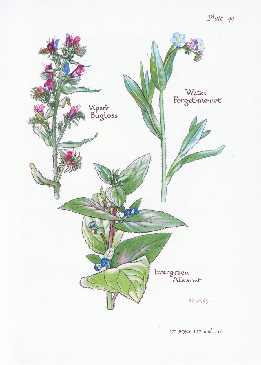Alkanet Evergreen, Vipers Bugloss, água esquece-me-não, 1951 de Bessie D. Inglis