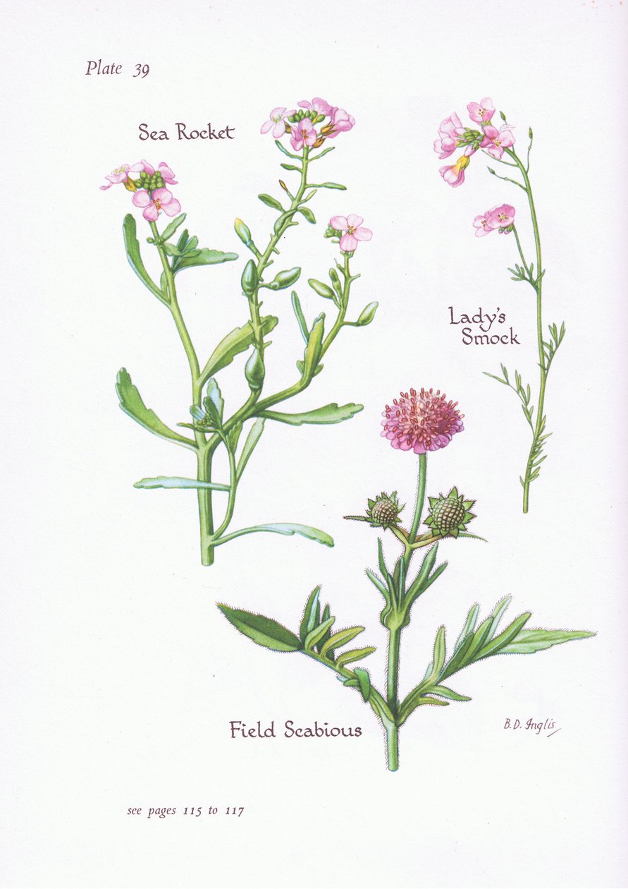 Ladys, blusa, ou, cuco, flor, campo, scabious, mar, foguete, 1951 de Bessie D. Inglis