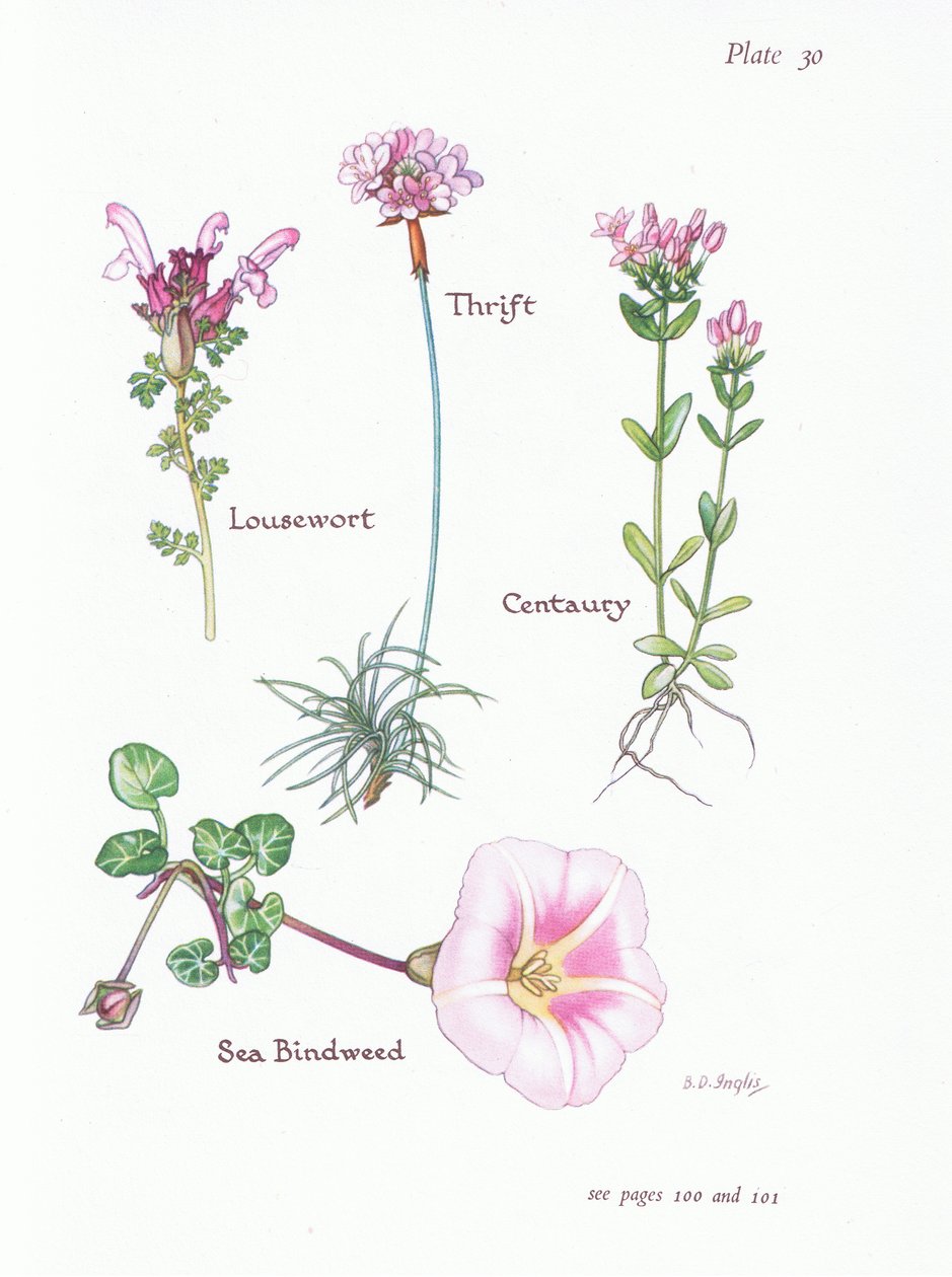 Lousewort, parcimônia ou rosa do mar, Centaury, trepadeira do mar, 1951 de Bessie D. Inglis