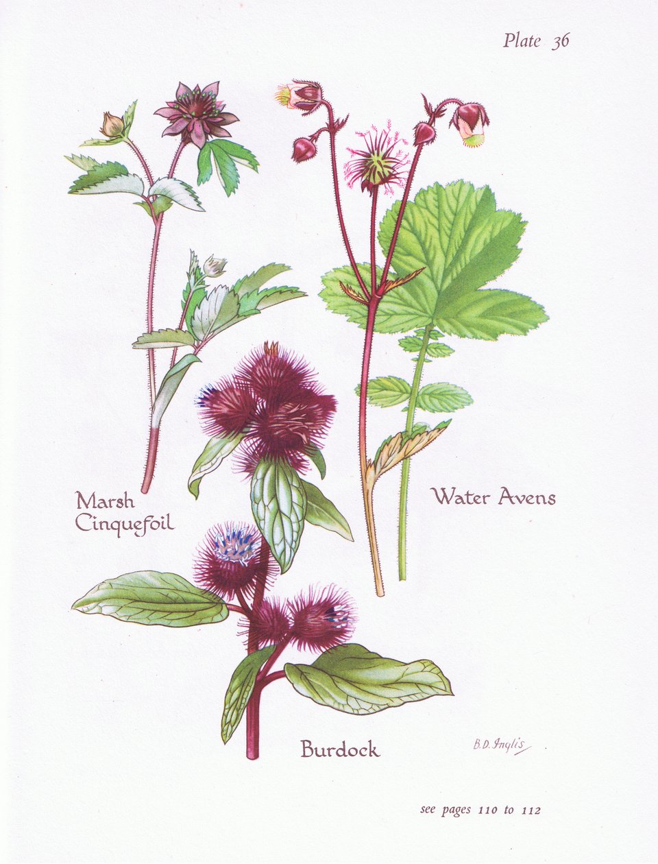 Cinquefoil do pântano, bardana, água Avens, 1951 de Bessie D. Inglis