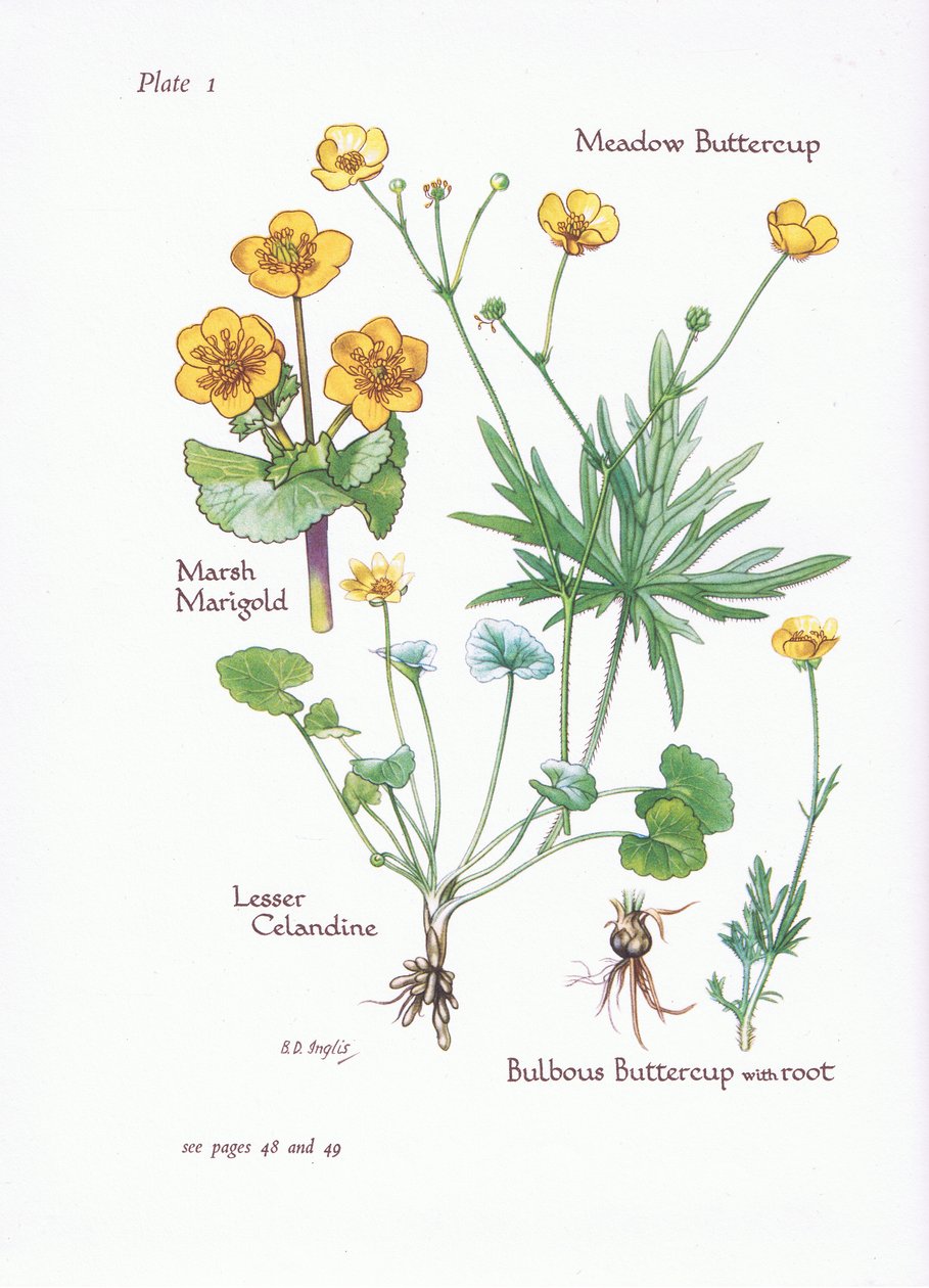 Marigold de pântano, Lesser Celandine, Buttercup Prado, Buttercup Bulbous, 1951 de Bessie D. Inglis