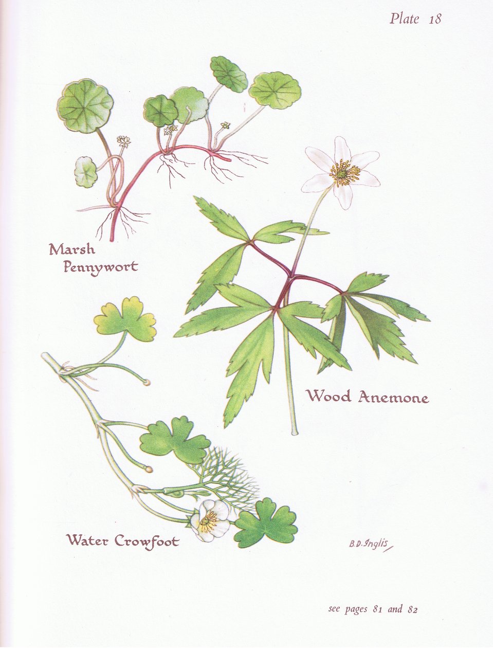 Pântano Pennywort, anêmona de madeira, Aranha da água, 1951 de Bessie D. Inglis