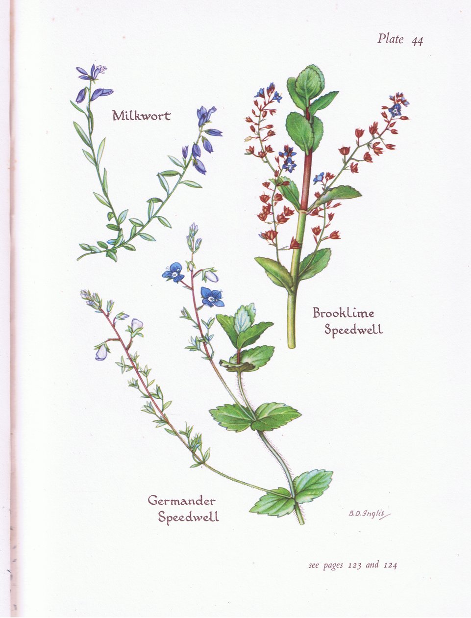 Milkwort, Brooklime, Speedwell, Germander Speedwell de Bessie D. Inglis