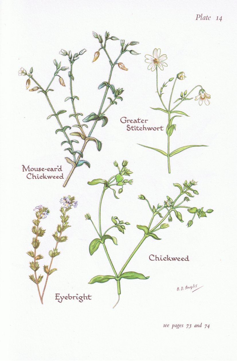 Chickweed Rato-Orelhudo, Maior Stitchwort, Chickweed, Eyebright, 1951 de Bessie D. Inglis