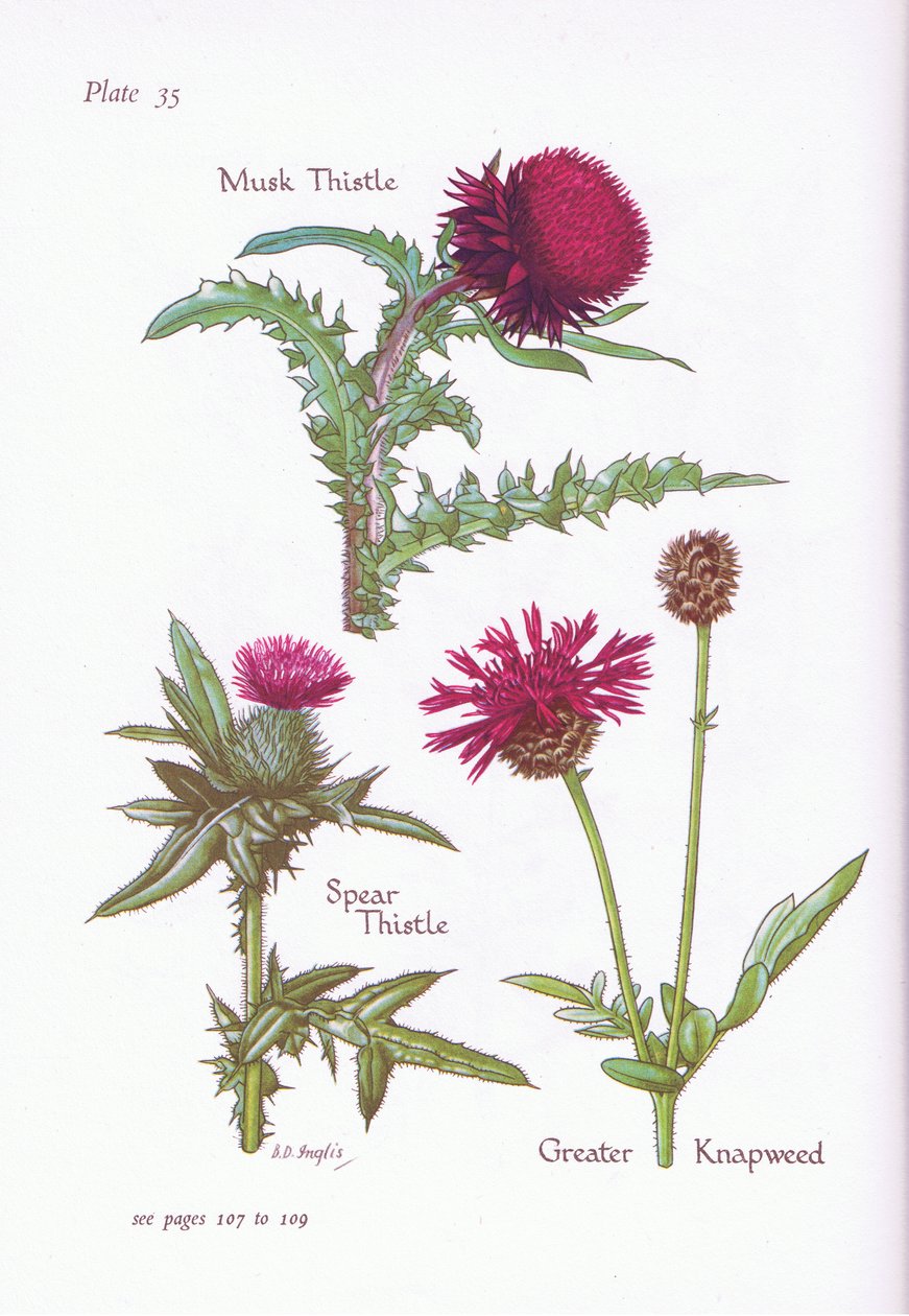 Cardo de Musk, Cardo de Lança, Maior Knapweed, 1951 de Bessie D. Inglis