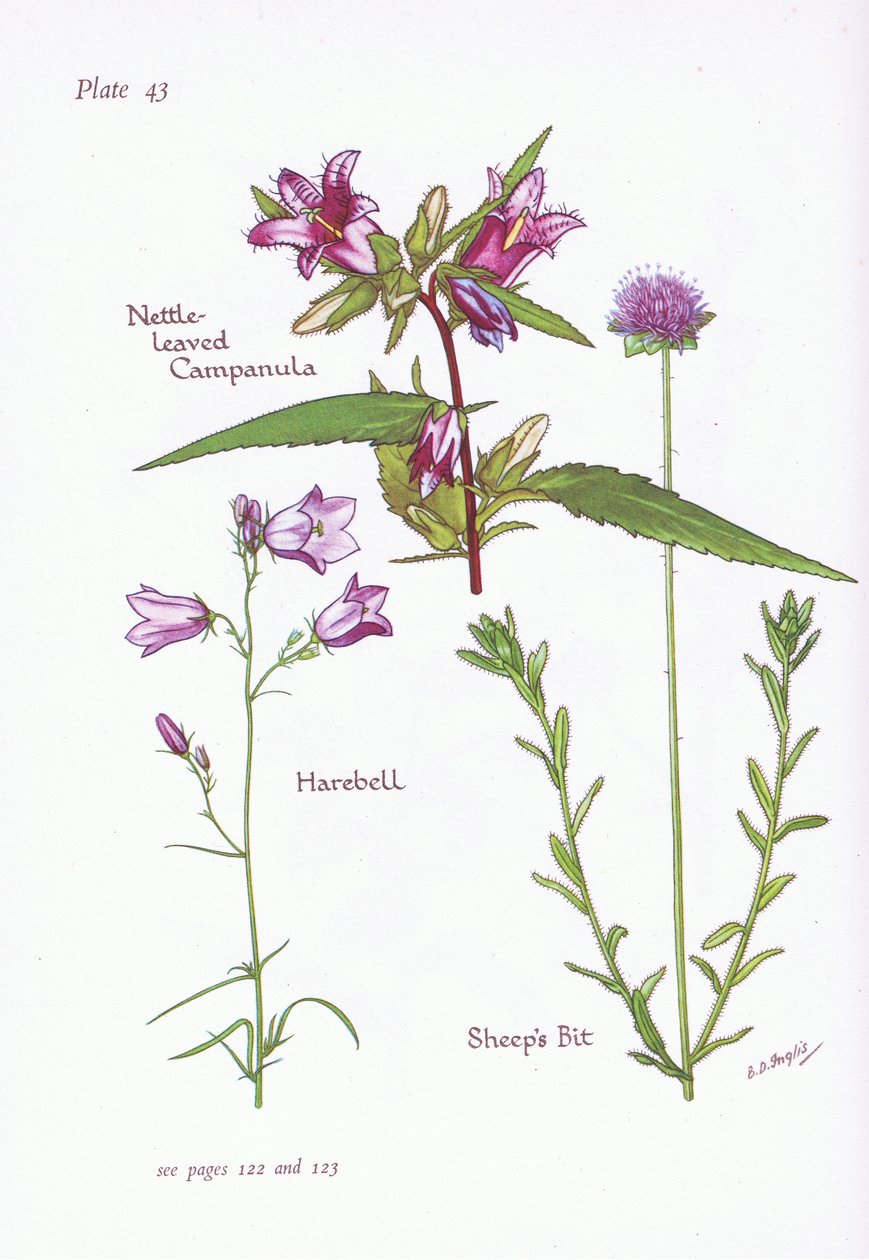 Campânula de Urtiga, Harebell, Sheeps Bit, 1951 de Bessie D. Inglis