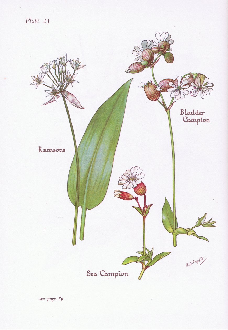 Ramsons, bexiga campion, mar campion, 1951 de Bessie D. Inglis