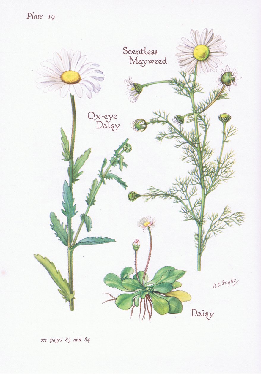 Mayweed sem caroço, margarida, margarida de olho de boi, 1951 de Bessie D. Inglis