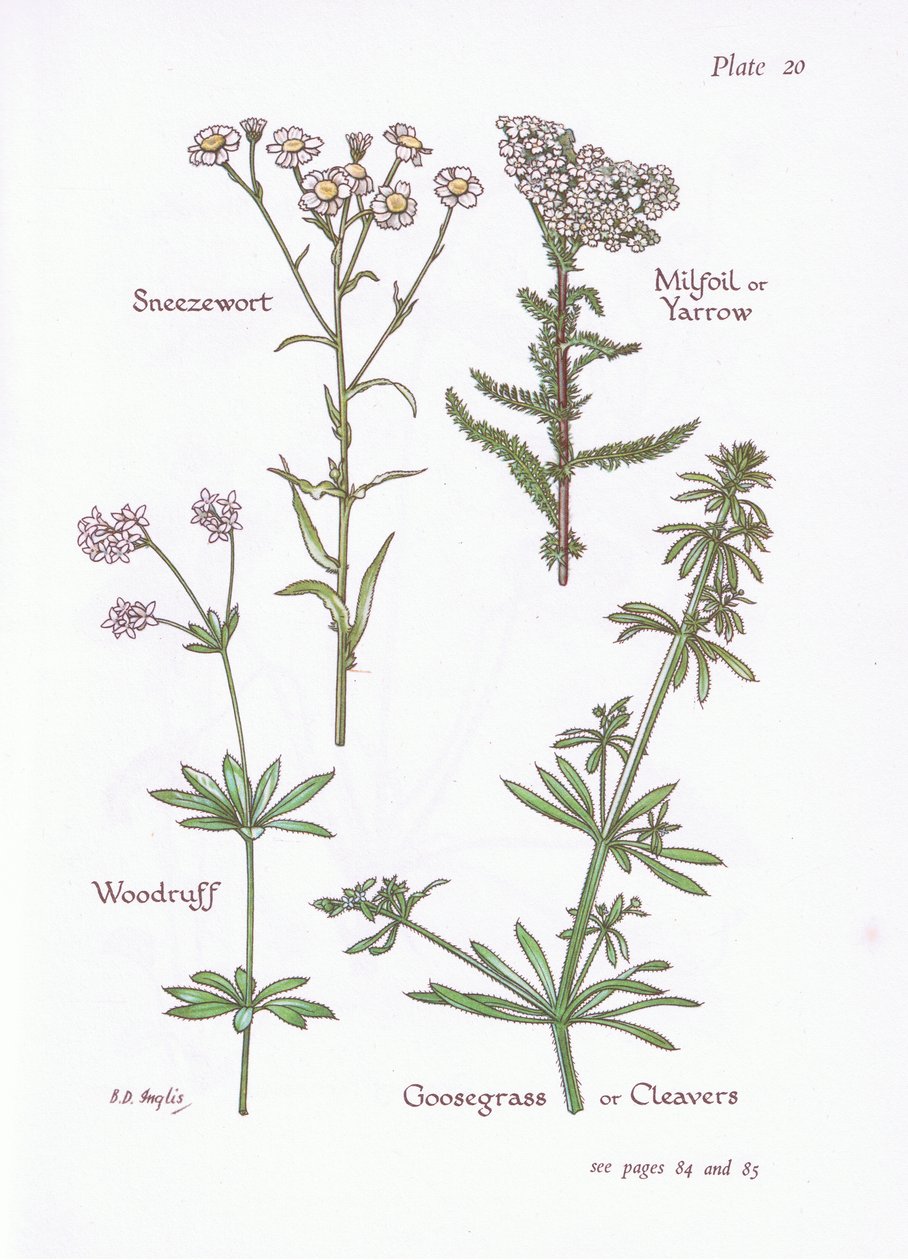 Sneezewort, Milfoil ou Yarrow, Woodruff, Goosegrass ou Cleavers, 1951 de Bessie D. Inglis