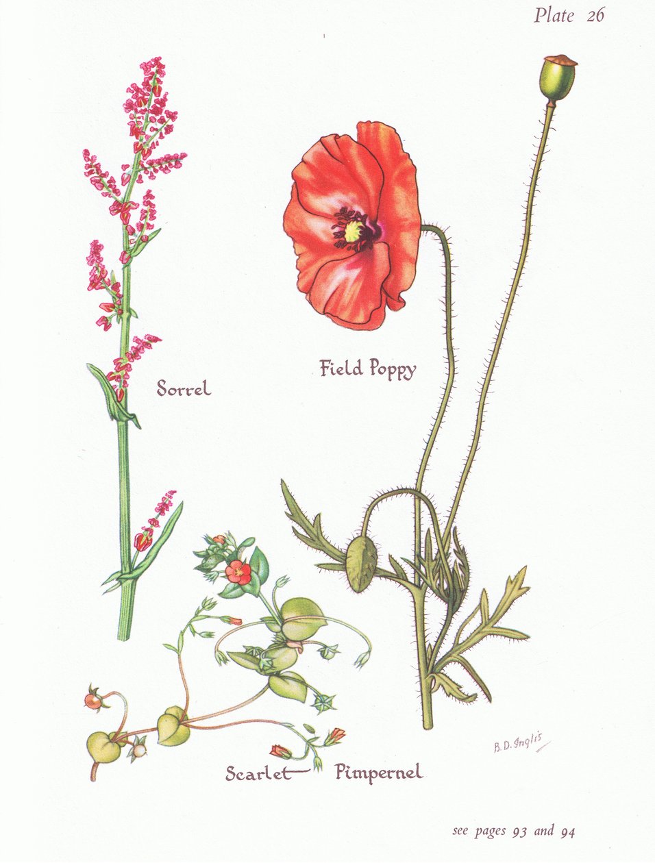 Sorrel, Pimpinela Escarlate, Papoila do Campo, 1951 de Bessie D. Inglis