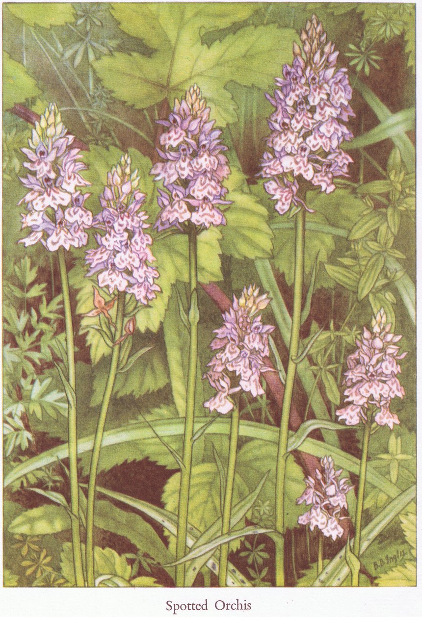 Orchis manchado, 1951 de Bessie D. Inglis