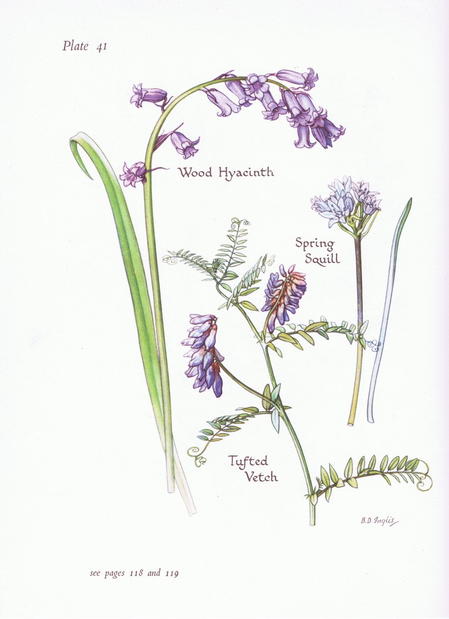 Squill de primavera, jacinto de madeira, ervilhaca adornada, 1951 de Bessie D. Inglis