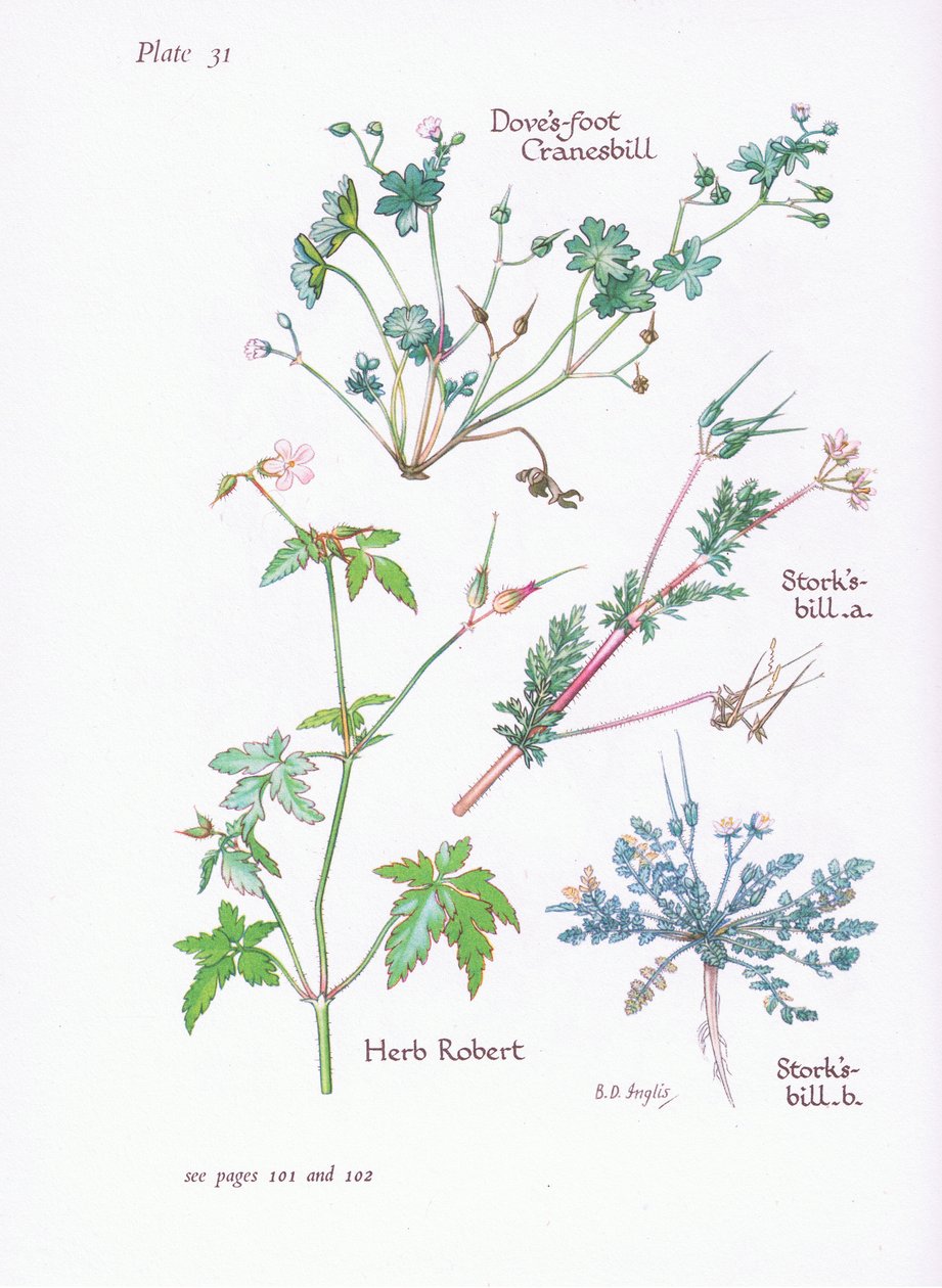 Cegonhas Bill, Doves Foot, Cranesbill, Herb Robert, 1951 de Bessie D. Inglis