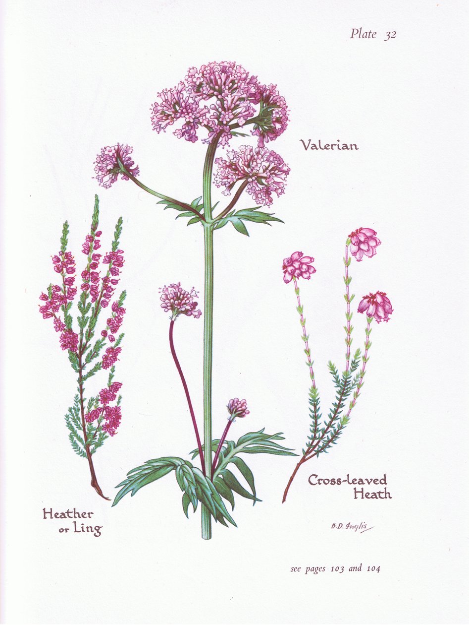 Valeriana, Urze ou Ling, Cross Leaved Heath, 1951 de Bessie D. Inglis