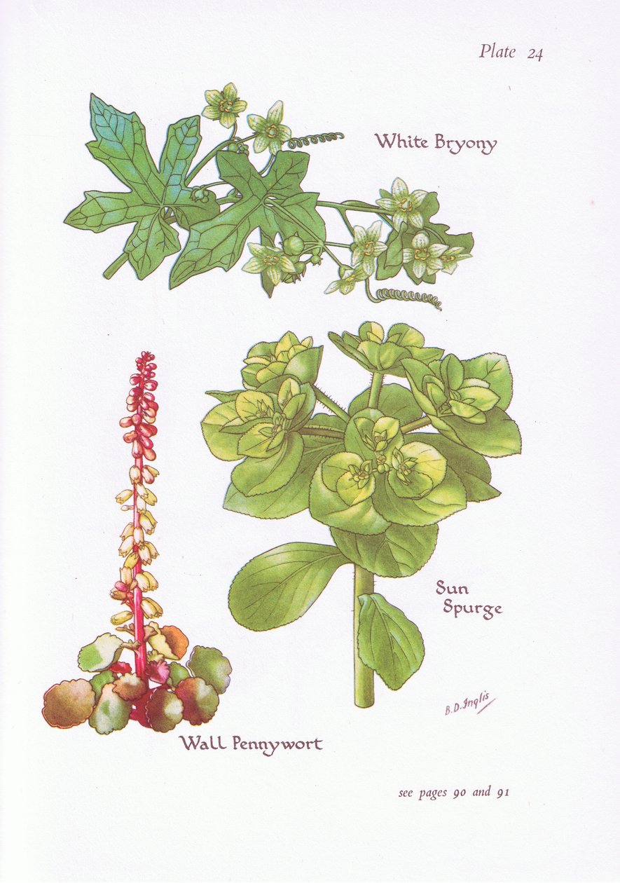 Bryony Branco, Sun Spurge, Parede Pennywort, 1951 de Bessie D. Inglis