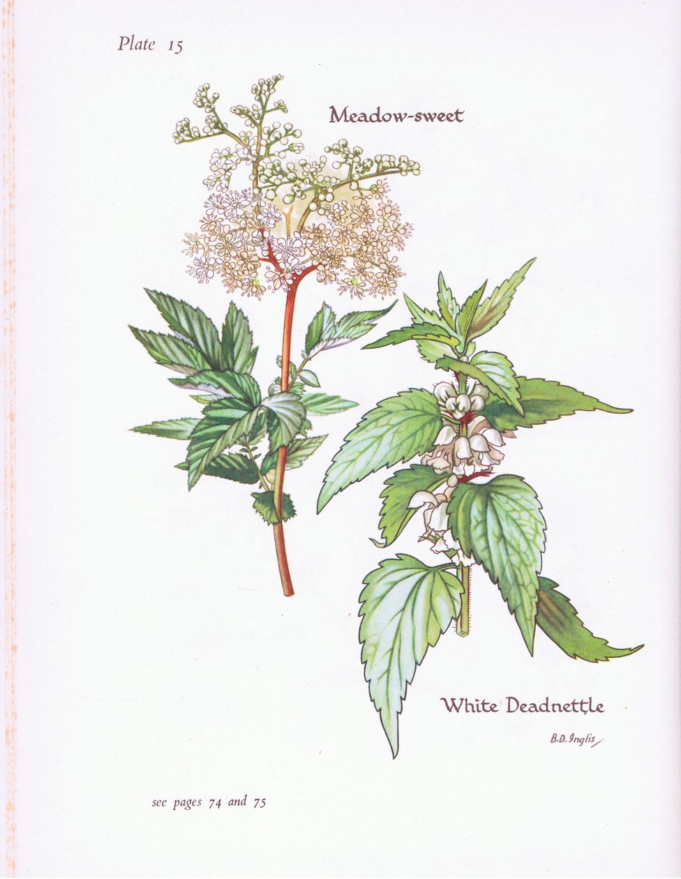 White Deadnettle, Doce de Prado, 1951 de Bessie D. Inglis
