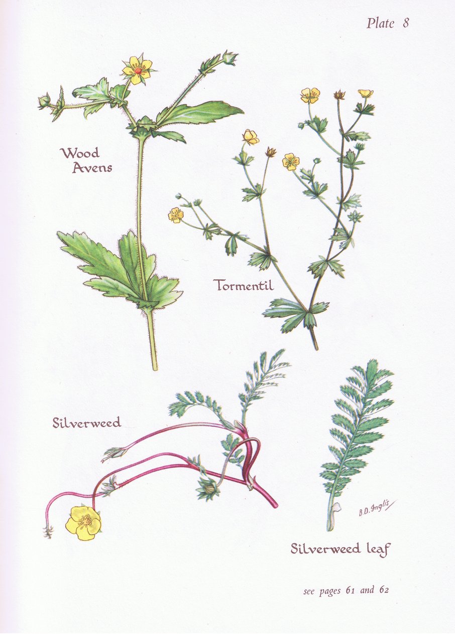 Avens de madeira, Tormentil, Silverweed, 1951 de Bessie D. Inglis