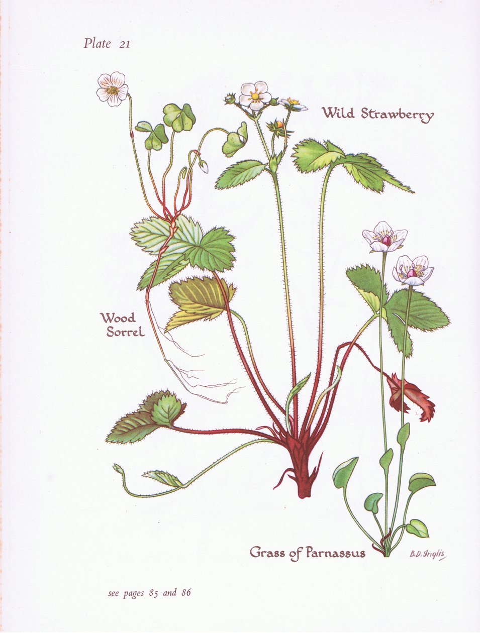 Wood Sorrel, morango silvestre, grama de Parnassus, 1951 de Bessie D. Inglis