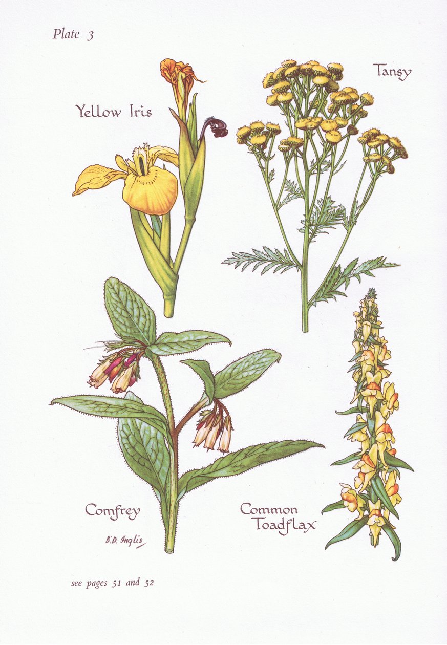 Íris Amarela, Tansy, Confrei, Toadflax Comum, 1951 de Bessie D. Inglis