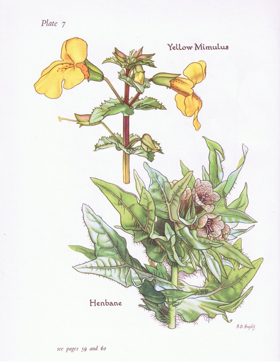 Mimulus amarelo, Henbane, 1951 de Bessie D. Inglis