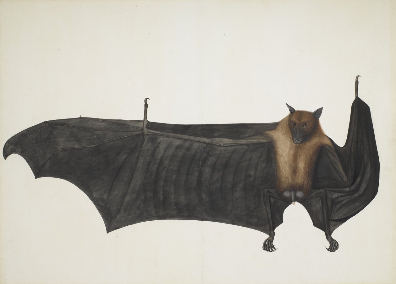 Great Indian Fruit Bat, ca. 1777-82. de Bhawani Das