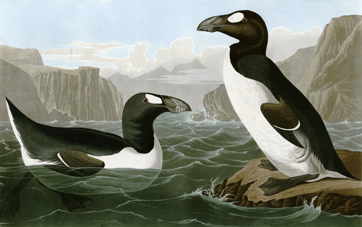  Grande Auk de Bird Artist of America. John James Audubon