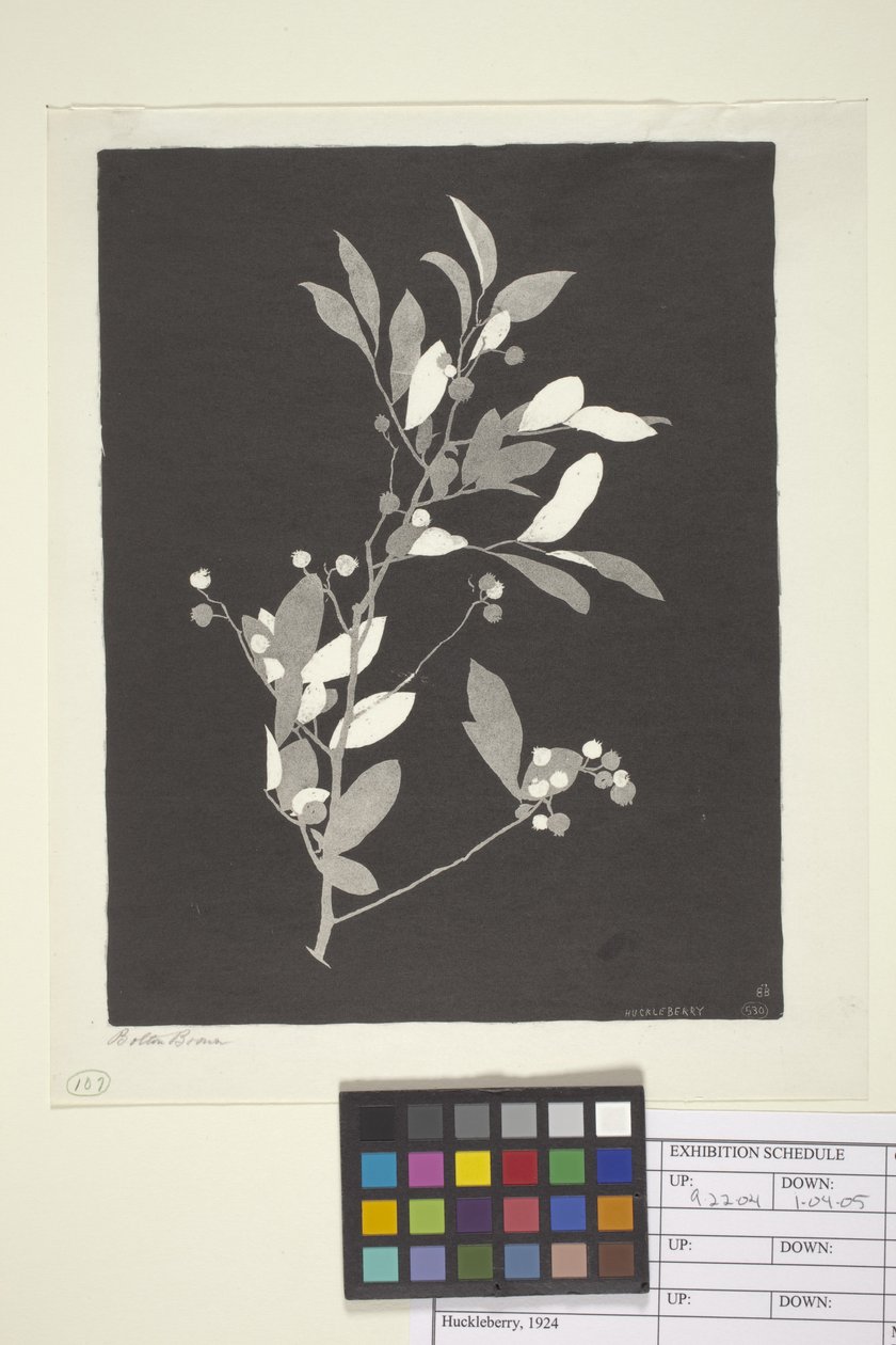 Huckleberry (tinta sobre papel) de Bolton Coit Brown