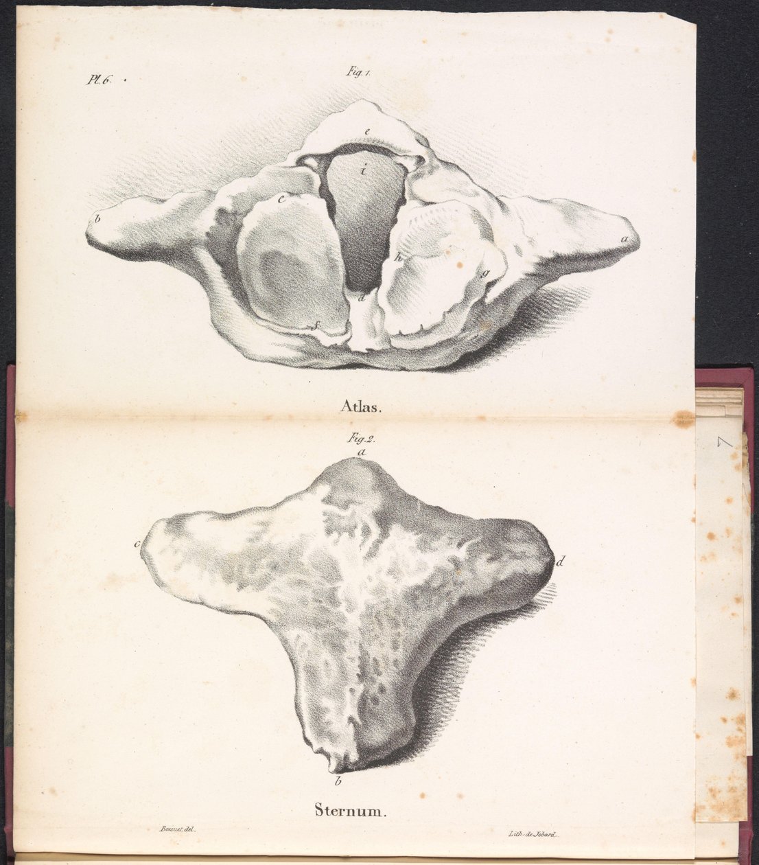 Atlas e esterno da baleia, 1827 Atlas/Sternum (título no objeto) de Bossuet