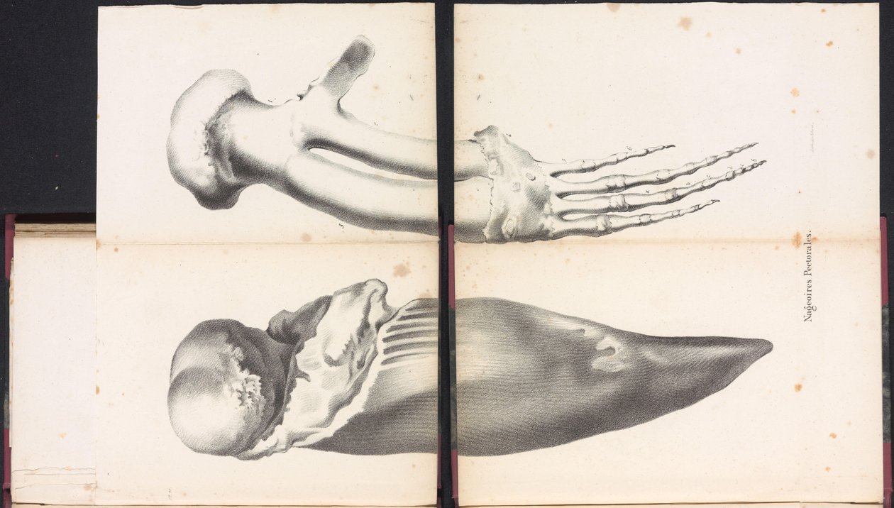 Barbatanas peitorais da baleia, 1827 Nageoires Pectorales (título no objeto) de Bossuet