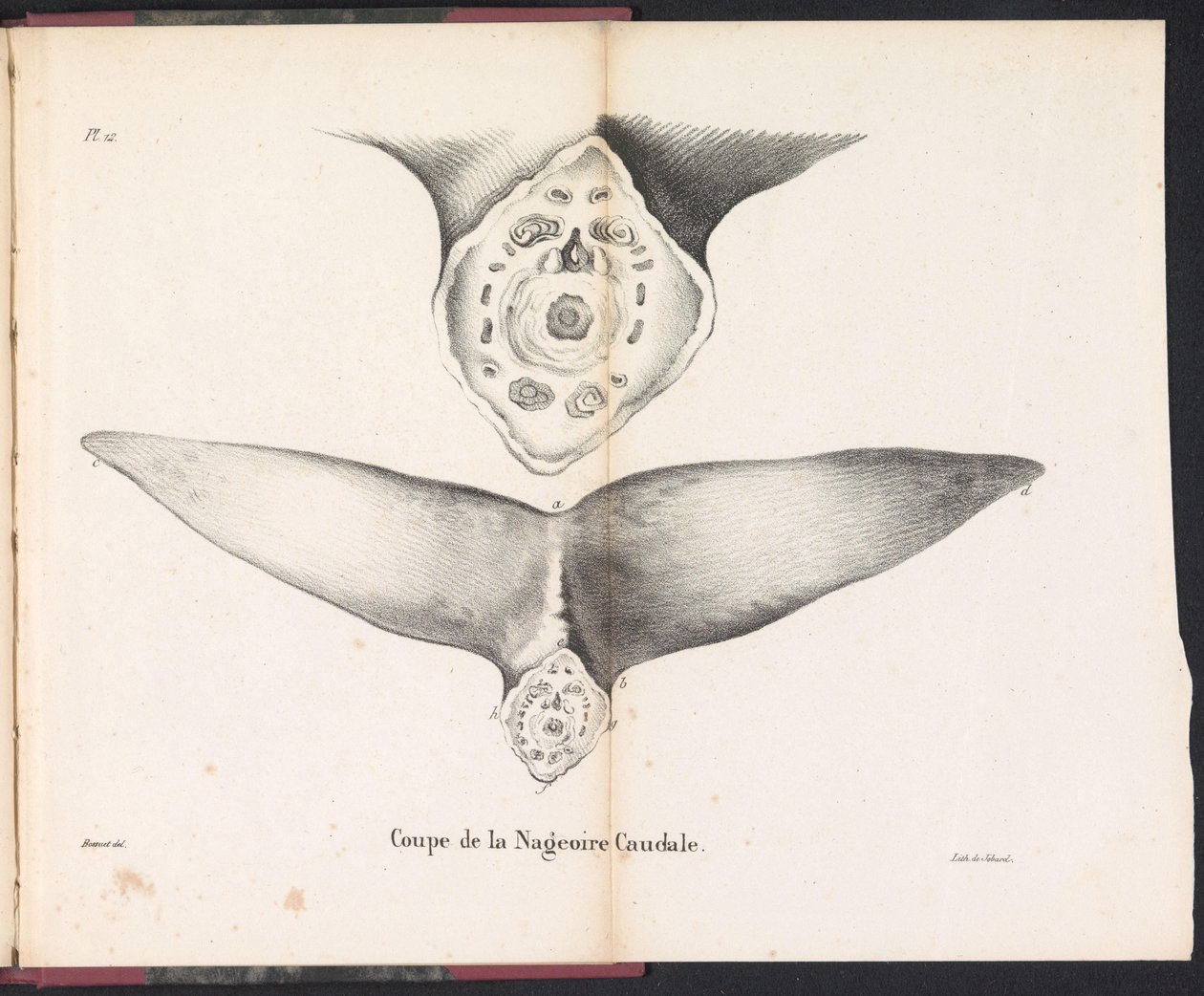 Secção da barbatana caudal da baleia, 1827
Coupe de la Nageoire Caudale (título sobre o objecto) de Bossuet