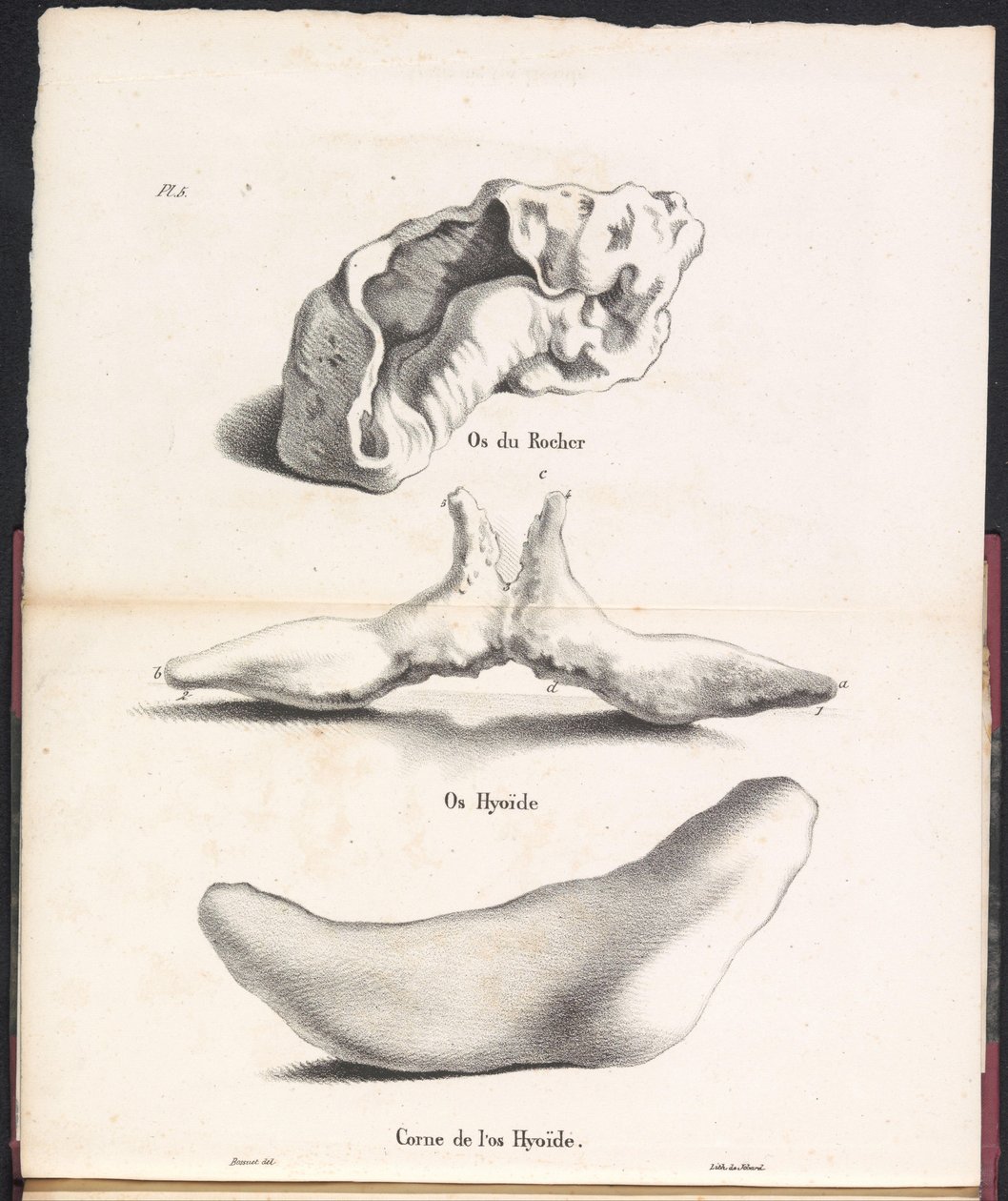 Três partes do osso hióide da baleia, 1827 Os du Rocher / Os Hyoid / Corne de l