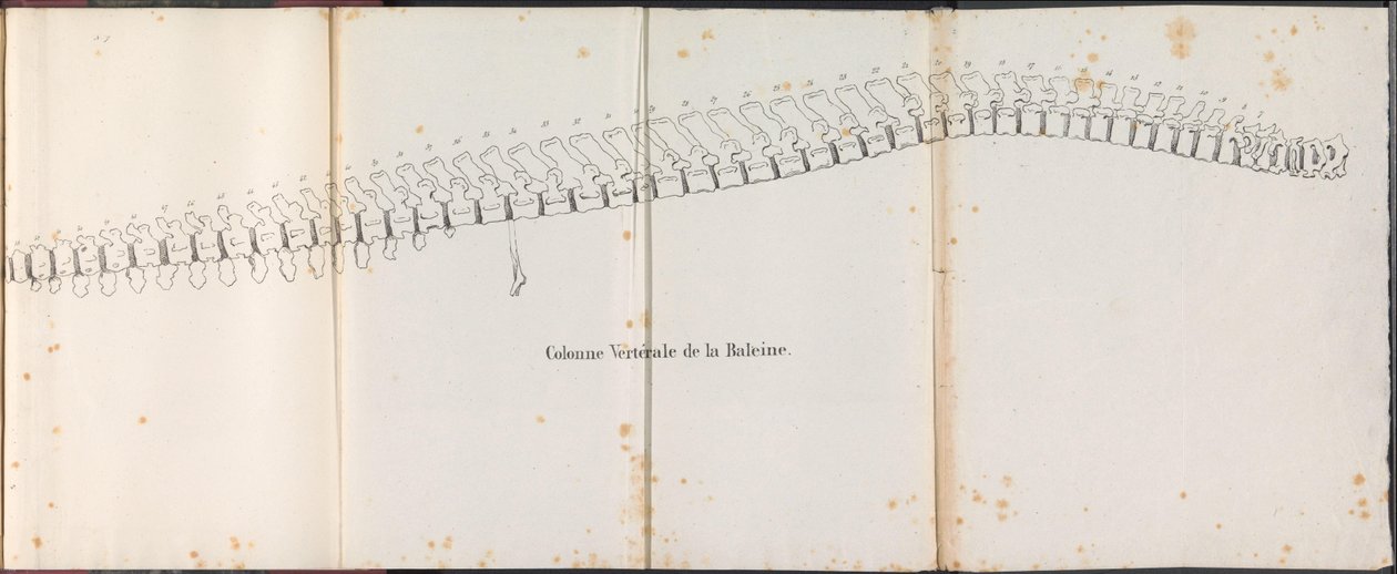 Espinha dorsal da baleia, 1827
Colonne Vertébrale de la Baleine (título sobre o objecto) de Bossuet