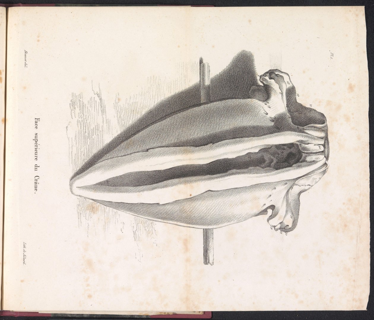 Crânio de Baleia, 1827 Face supérieure du Crâne (título no objeto) de Bossuet