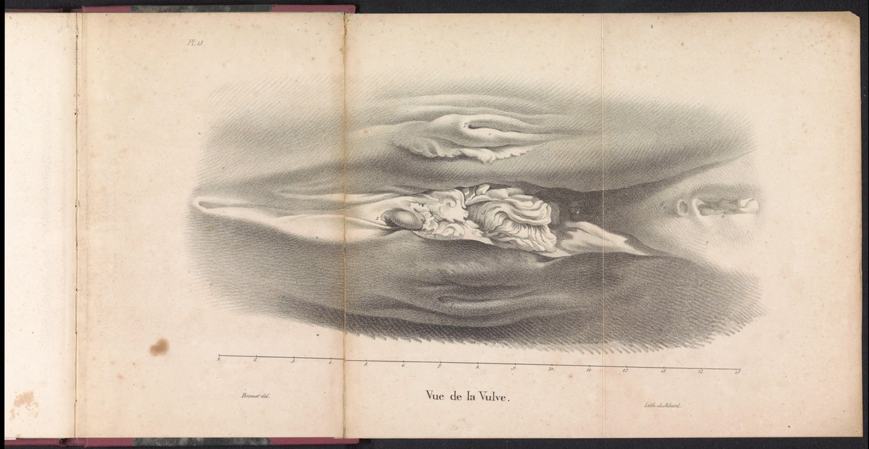 Genitais femininos da baleia, 1827 Vue de la Vulve (título no objeto) de Bossuet