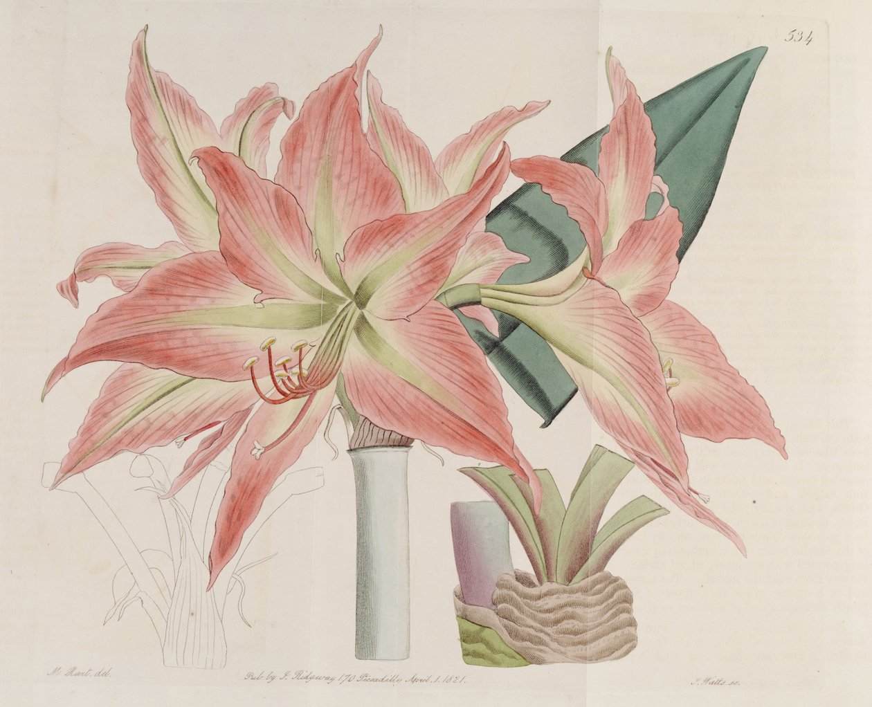 Hippeastrum striatum de Botanical Register
