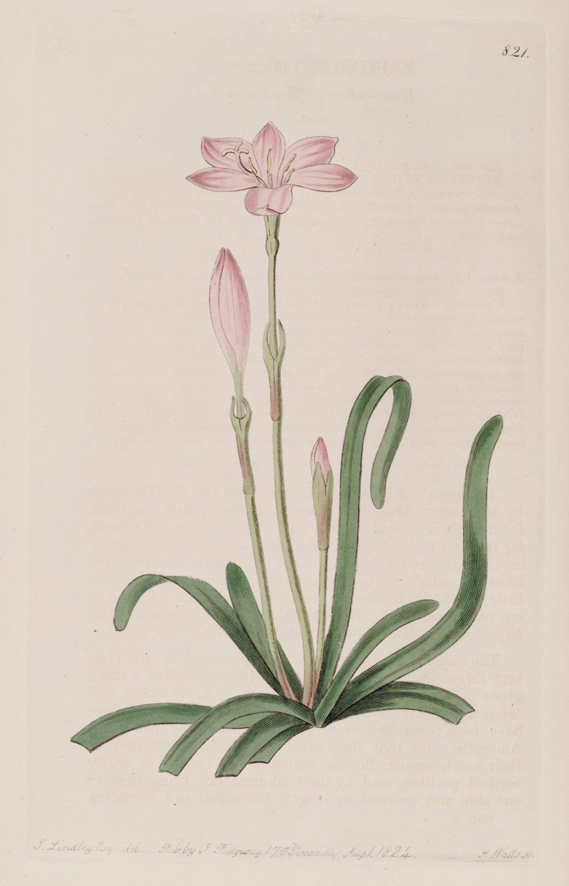 Zephyranthes rosea de Botanical Register
