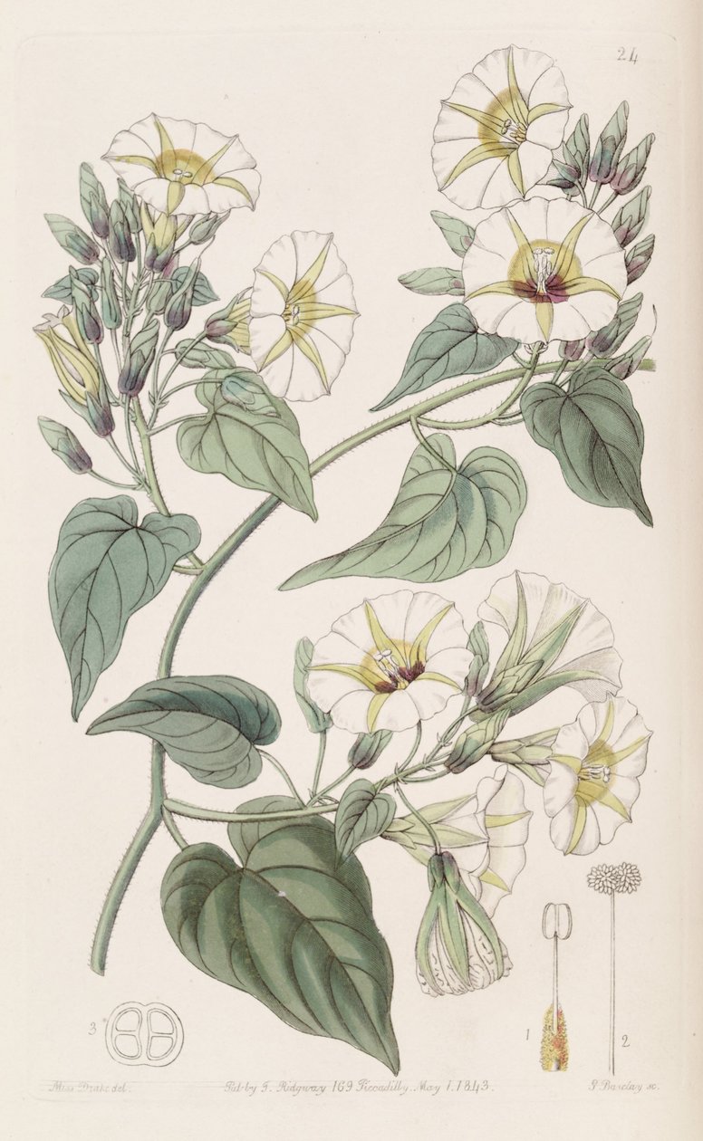 Merumbia umbellata de Botanical Register