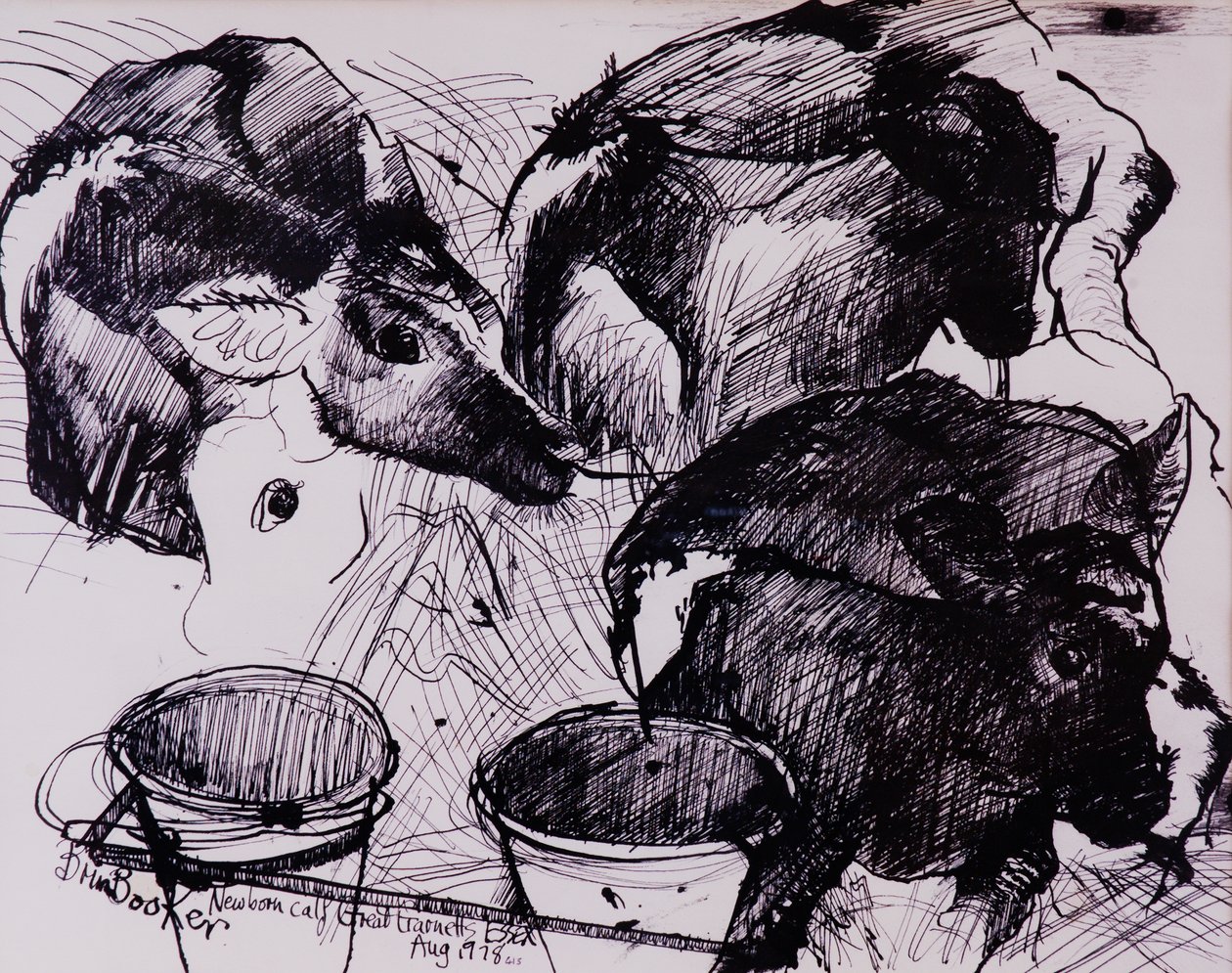 Bezerros, úmidos, recém-nascidos, 1978 de Brenda Brin Booker