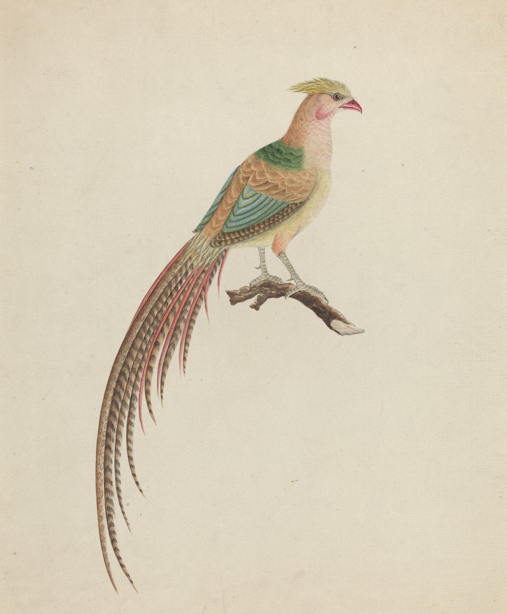 Faisão Dourado (Chrysolophus pictus) de British 18th Century