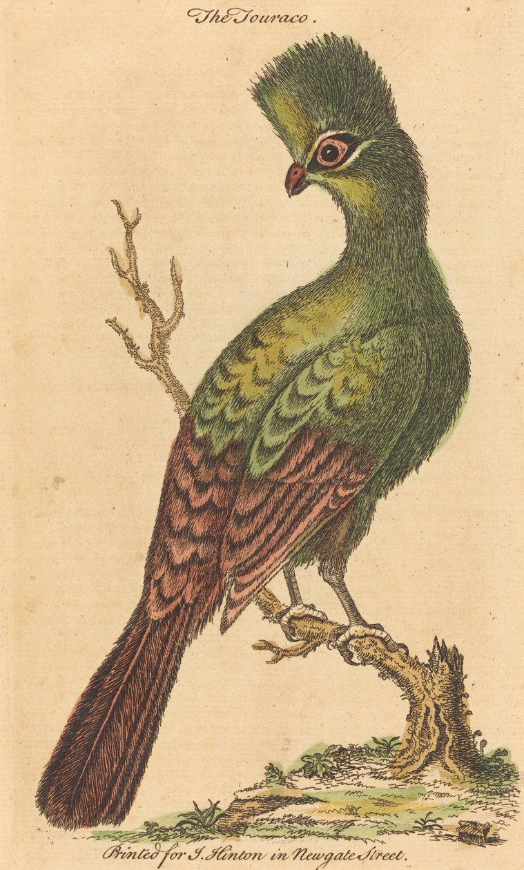 O pássaro Touraco de British 18th Century