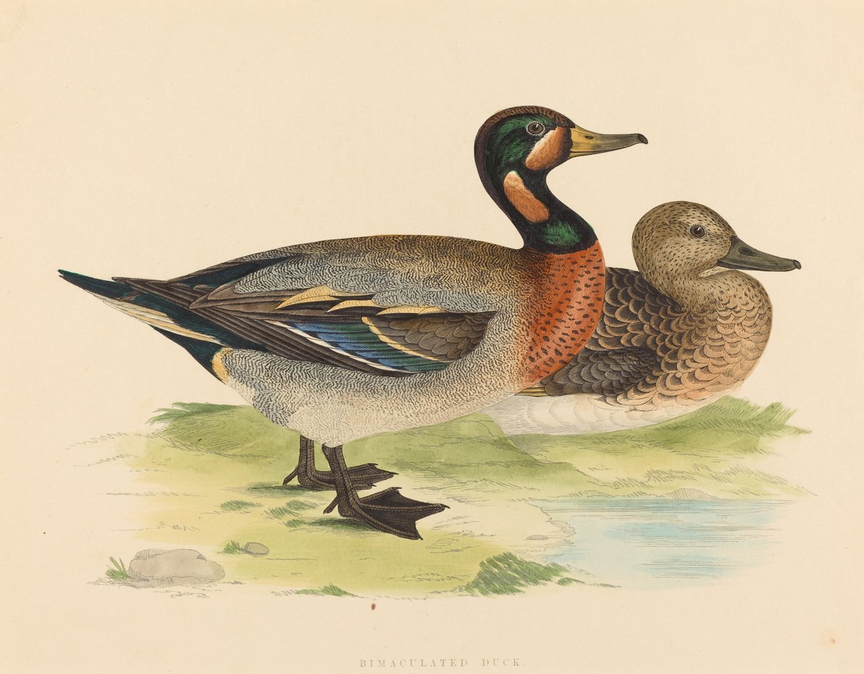 Pato Bimaculado de British 19th Century