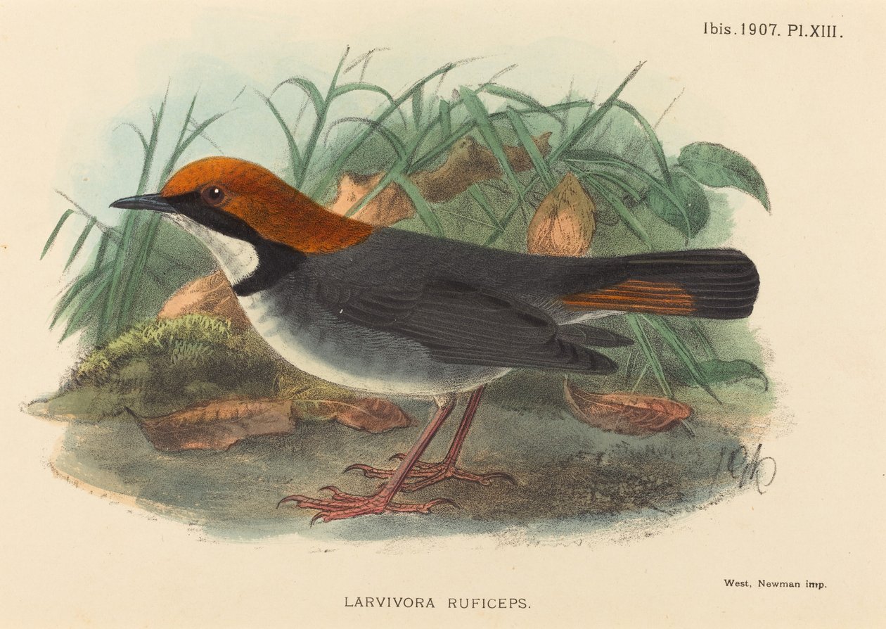Ave (Larvivora Ruficeps) de British 19th Century