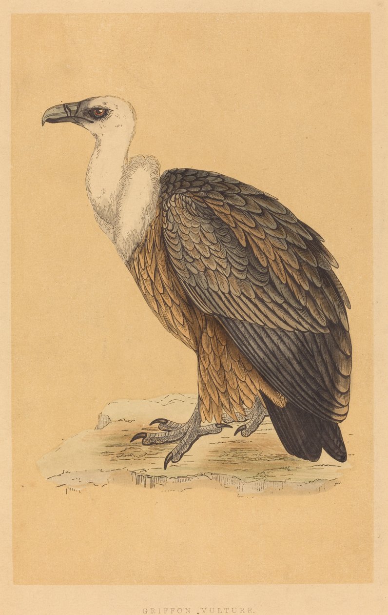 Grifo de British 19th Century