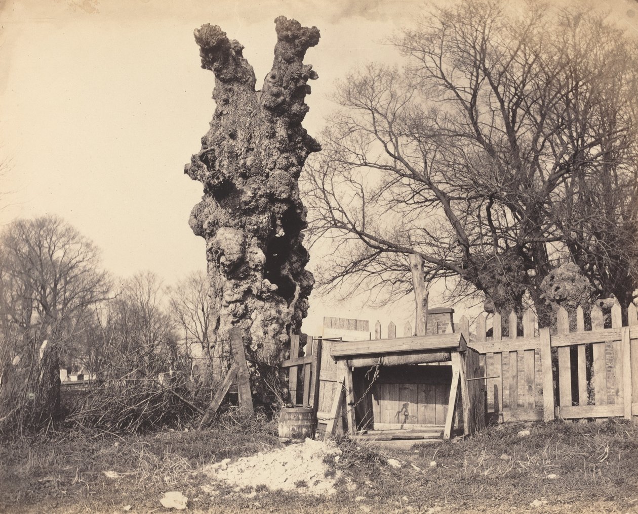 Árvore velha perto de Chatham de British 19th Century